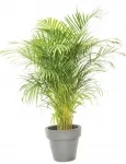 KENTIA ARECA